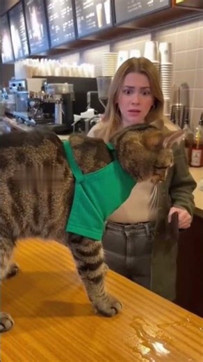 decafe😾. #viral_video#shortsfunny#angrycats#workingcat#funnycatsvideo HilariousCatsFunnyAdorablePets