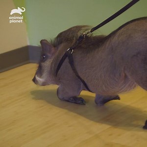 149K views · 1.1K reactions | Harness training a warthog is hard work! #InsideTheZoo | Animal Planet | Facebook
