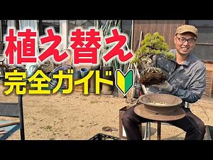 Bonsai Repotting Explained Carefully｜Basic Steps Every Beginner Should Learn