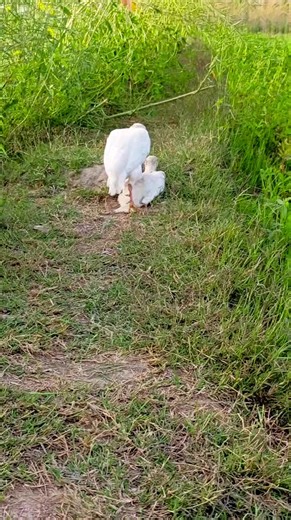 1.5M views · 10K reactions | Teetar breeding season start /Teetarcrossing# #birdsofprey | Beautiful Birds | Facebook