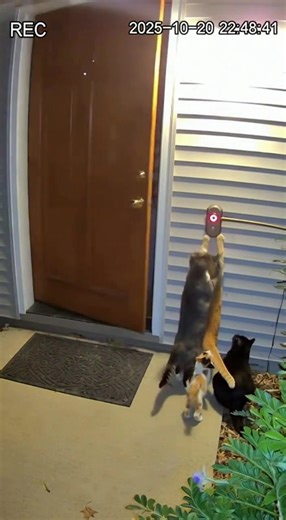 47K views · 625 reactions | Get ready to laugh nonstop!  These...