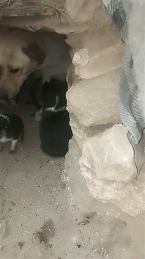 رعاية الأرواح الصغيرة في بيئات قاسية"