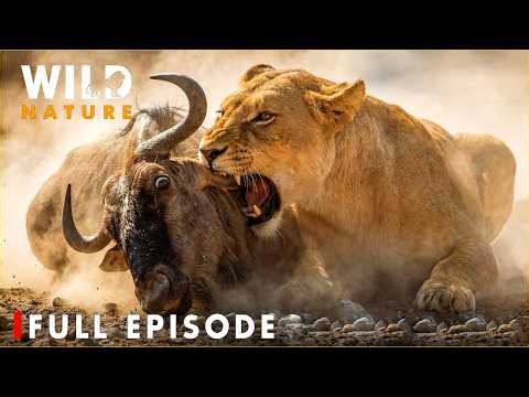 World's Deadliest Predators: Savage War for Survival in Maasai Mara ( FULL EPISODE )