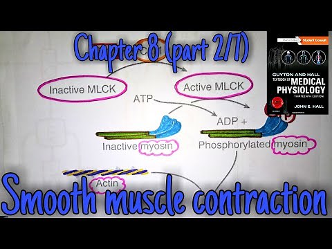 Smooth muscle contraction and relaxation - chapter 8 (part 2/7) - Guyton and hall physiology.
