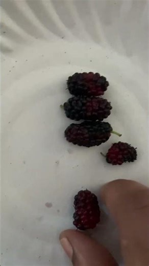 Mulberries 😋#shorts#subscribe