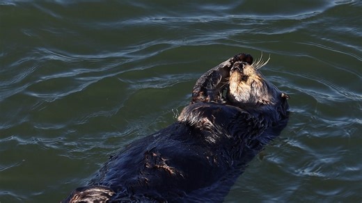 10K views · 397 reactions | This incredible sea otter decided to put on a show for me, which of course means it's also putting on a show for you all, haha. This was very close and it was very cool of the otter to stick around for a few. Taken near Santa Cruz, CA. #oceanlife #nature #spring #ocean | Michael Hodges, Author | Facebook