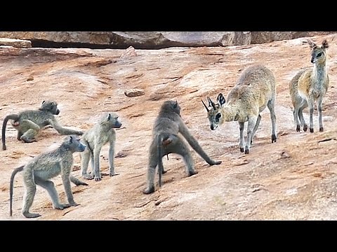 Baboons vs Bucks!