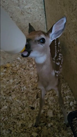 Adorable baby deer #deerfarm #fawn #animals