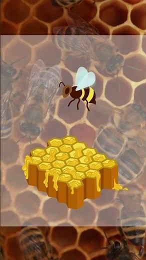 Do You Know How Bees Produce Honey? 🐝🍯