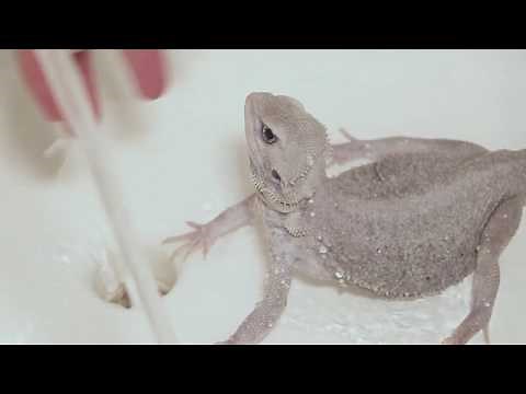How to Bathe and Wash your Bearded Dragon