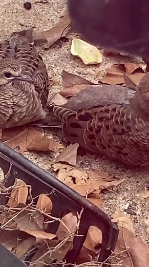 More #BabyBirds! Two #Mourning Dove #Fledglings Found In Backyard- 4/15/26
