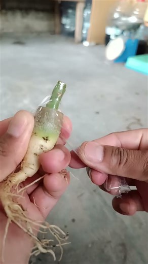 Grafting on adenium root‼️ Another technique in grafting adenium desert #adenium #desertrose