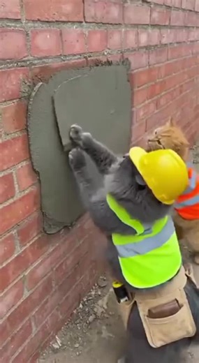 Funny Cat Prank Compilation That Will Make You Laugh