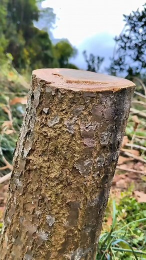47K views · 423 reactions | 193_Grafting of old tree stump #grafting #graftingtechniques #fruittree | Grafting Planting | Facebook