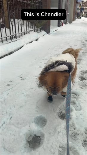 Joey and Cha on Instagram: "He also needs an emotional support song to make it through the walk! #snowmageddon2026 #nycdoglife #dogsinsnow #nycsnowstorm2026 #dogsofinstagram"