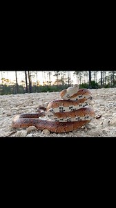 Check out this beautiful corn snake from Florida! 🐍🧡 | Justin Doll