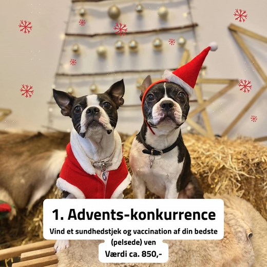 ***Konkurrence er slut og vinderen er fundet*** Vi elsker jul - og derfor skal du selvfølgelig forkæles med en adventskonkurrence, hvor du kan vinde et sundhedstjek og vaccination af din hund, kat eller kanin - Værdi ca. kr. 850,- Alt du skal gøre for at vinde er blot: 1️⃣Følg os 2️⃣Like opslaget 3️⃣Dele et billede af din ven der skal forkæles 4️⃣Tag en ven der også skal have chancen (ikke et krav) Der bliver trukket én vinder blandt de deltagende på Facebook og Instagram - så deltager du begge 