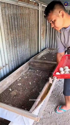 How Rotten Eggs Became Duck Feed: Surprising Fact Explained