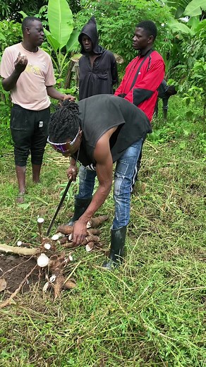 Yam Harvesting Techniques in Rural Agriculture
