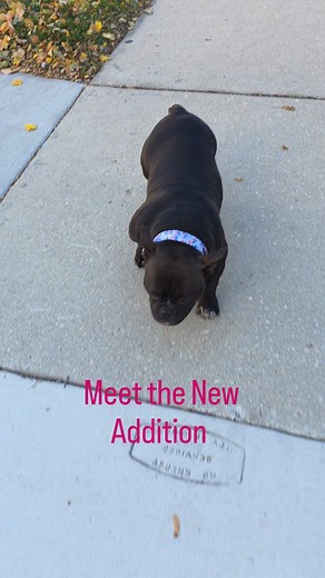 Meet the newest member of the family!! Sabali bka Bali!! Looking forward to many years of memories and good times. Thanks to Chris @frenchybulls2022 and Ash @wisdom__wash for our lil Pocket Bully Blessing. #dogstagram #pocketbullies #share #fyp | Brandon R. Samuels Sr.