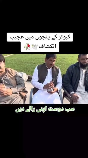 5.4K views · 271 reactions | #fypシviralシ2024 #Real #view #post #please #FIFAWorldCup2022 #reelschallenge | Qasim Bloch pigeons | Facebook