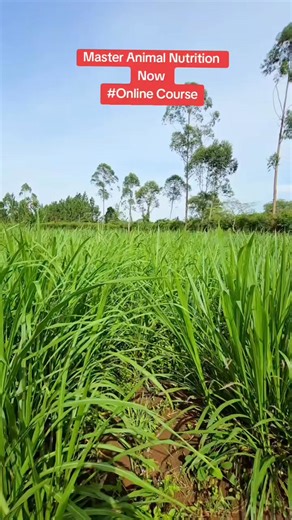 5.8K views · 77 reactions | Animal Nutrition | KIMD Int'l Group Of Companies | Facebook