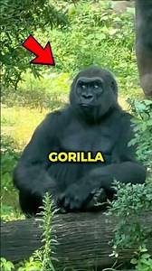 How dangerous is a angry gorilla?