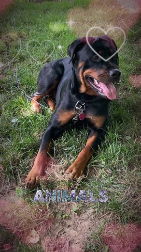 I trust Peace will all my secrets. Not that I have secrets but she def gets an ear full like she’s my therapist- for sure. #CapCut #therapist #dogtherapy #peace #trust