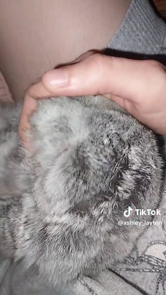 Discover Adorable Cute Rabbits on TikTok