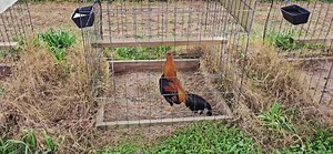 Pollo "Asil" 8 1/2 Meses "Jeremy Chandler" (Banda Azul). No Fowl For ILLEGAL Purposes Video/Photo Content In This Farm Just For Breeding, Show and Preservation Purposes. | Juan Santos "Friends and Gamefarms"
