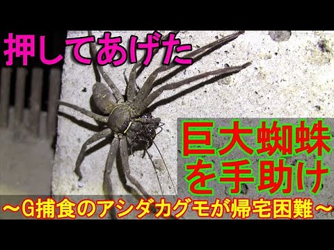 帰宅困難の巨大蜘蛛を助ける～益虫で日本最大級に育つアシダカグモがゴキブリを捕食～