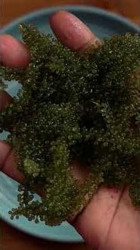 What Are Sea Grapes Really!? | Cozy