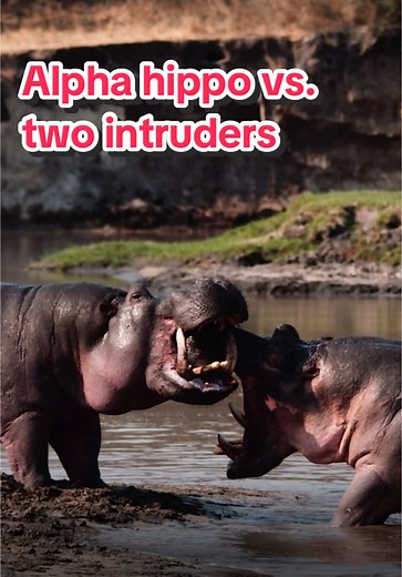 Epic Battle: Alpha Hippo vs Two Intruders