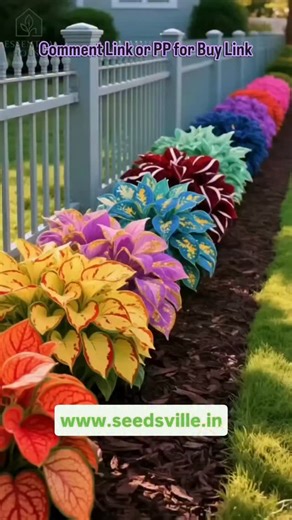 Seeds Ville on Instagram: "Hosta Seeds For Planting- Low Maintenance and Easy to care, Grow All India and year round. Worldwide Shipping. Comment Link or DM For buy link 🔗 www.seedsville.in #hostaflower #hostaseeds #gardening #flowerseeds #seedsville"