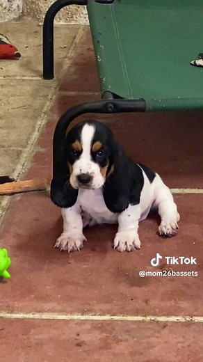 Our basset puppy working on his howl!! #foryou #puppy #bassethoundpuppy #foryoupage #puppiesoftiktok #fypシ゚viral #puppyhowl