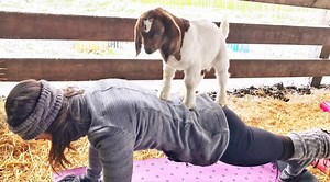 Goat Yoga Is Booming And Helping People In Extraordinary Ways