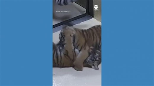 Twin amur tigers born at Ohio zoo