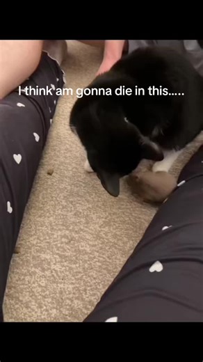 Before anyone worries — they were fully supervised the whole time. My cat genuinely couldn’t care less about her and has never shown any hunting behaviour. My hamster actually chooses to climb on her 🐹🤍 #responsiblepetowner #catandhamster #petsoftiktok #unlikelyfriends #animals”