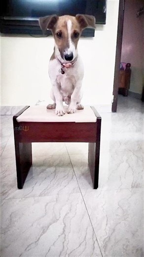 Bhairava the Jack Russell Terrier Shows Off His Amazing Tricks