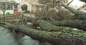 Sacramento crews work to clean up fallen trees around the city