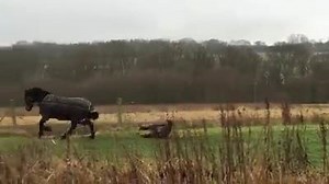 #OMG | PegaseBuzz Matthew Brint, the horse whisperer :p | Pégase Daily - 1er média Cheval, Business, Société & Art de Vivre