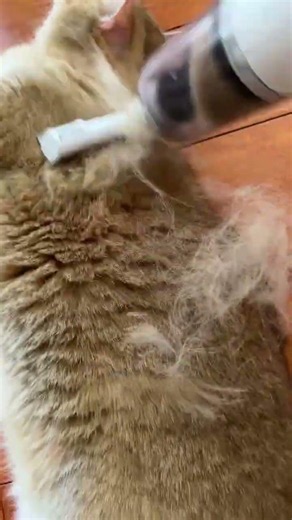 If Your Cat Doesn't Mind Gentle Sounds, Try This Steam Grooming Brush! 🐱✨#CatBrush #PetGrooming
