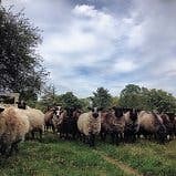 Millstone Farm First in CT To Be 'Certified Grassfed'