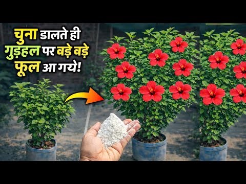 Hibiscus Me Flowering Ka Secret | 1 चम्मच चूना का कमाल