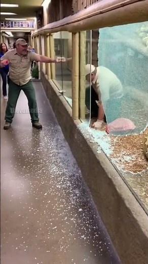 Giant Python Zoo Breakout!