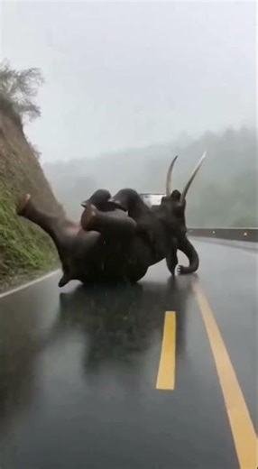 SHOCKING: Elephant Crashes Down Hillside Onto Highway! #Shorts