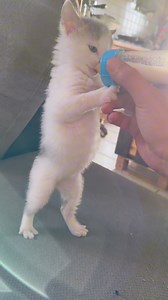Le chat lascar un an après son problème d’addiction au biberon 🍼 #chat #chaton #chatfou #catlover #chats #chatdrole #cats #sevragechat #cat | Mr.Lucky le chat