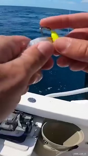 42K views · 384 reactions | Quick Catch and Release | South Florida Fishing Channel | Facebook