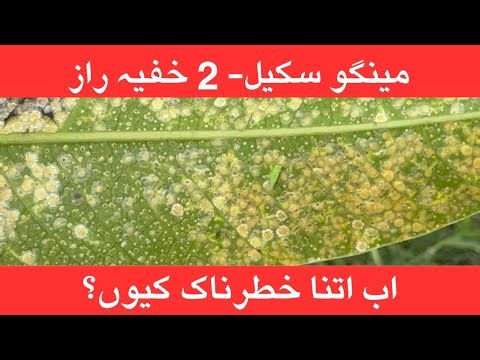 Mango Scale Exposed: Hidden Pathways of spreading and How to Break it