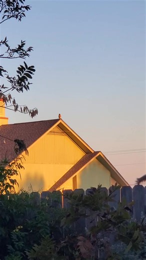2.6K views · 118 reactions | I was hoping we would get to see her fly! #garden #hawk #bird | Teri's Greenhouse and Garden | Facebook